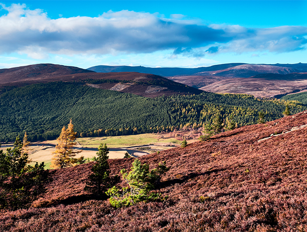 Cairngorns Park